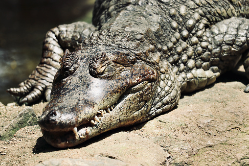 The selective focus of a crocodile at Bannerghatta National Park, Bangalore or Bengaluru, Karnataka, India.