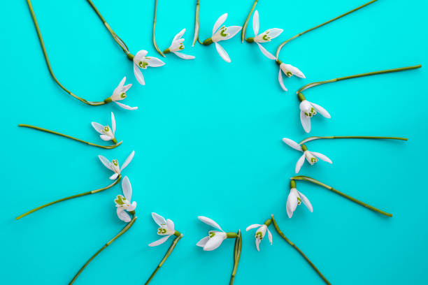 istock Flat lay composition with snowdrop flowers on color background, copy space for text. Circle made of snowdrop. Holiday mock up 1364345704