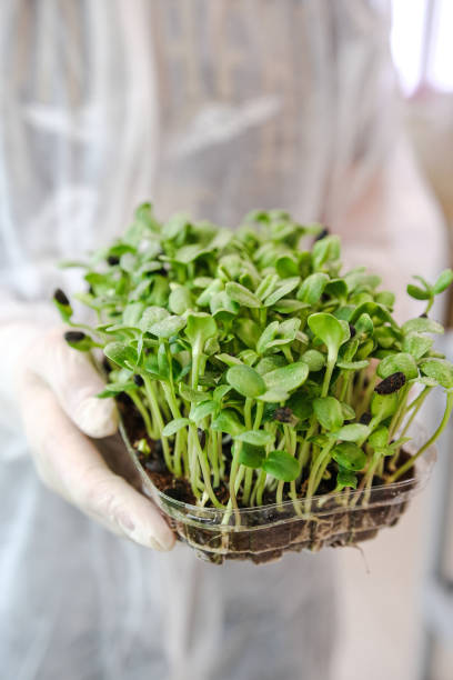 istock Fresh herbs sprouted on coconut substrate. Microgreens, healthy food concept 1364347098