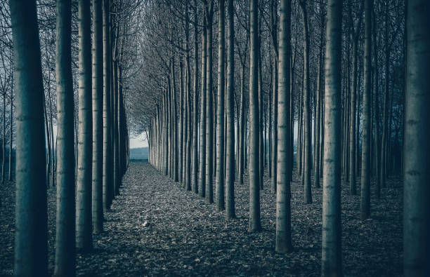 Geometrical rows of princess tree in winter