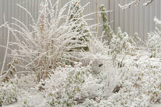 istock Yard garden in wet white snow. Adding snow on tree branches 1364348763