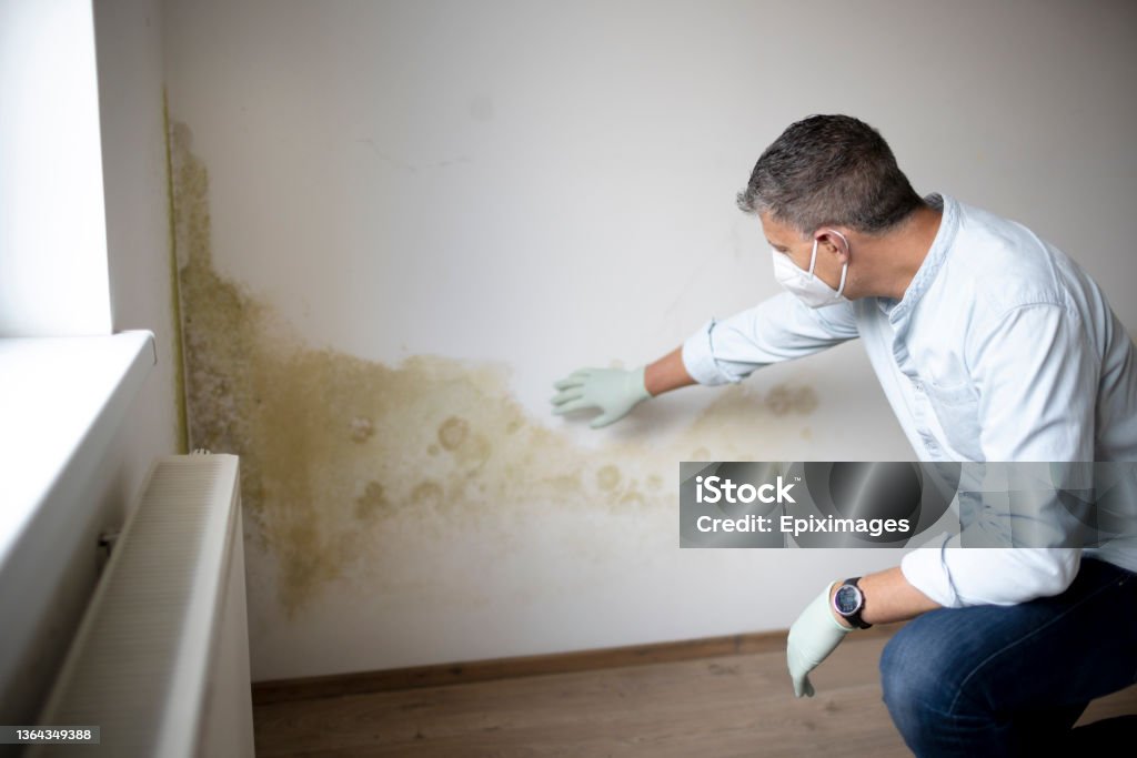 Man with mouth nose mask and blue shirt in front of wall with mold Man with mouth nose mask and blue shirt and gloves n front of white wall with mold Fungal Mold Stock Photo