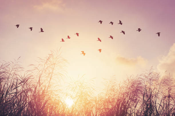 istock Birds flying and grass flower on sunset sky and cloud abstract background. 1364351132