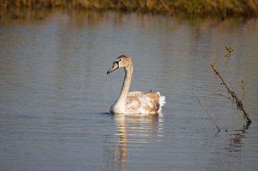 Young swan swimming on rippled lake with blurred reed on background