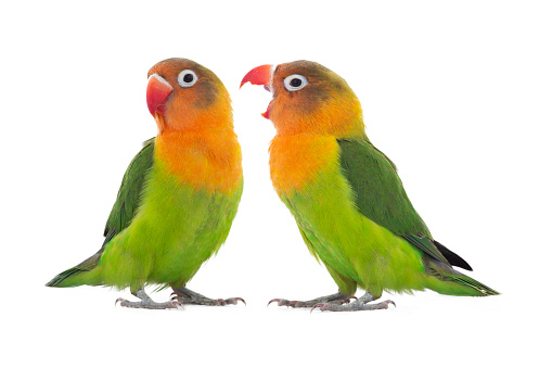 Stock photo showing a pair of sun conure (Aratinga solstitialis) perching on a tree branch in the sunshine. These birds are also known as sun parakeets.