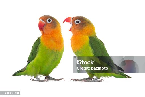 istock Two lovebird parrots sort out the relationship between themselves isolated on white background 1364356714