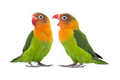 istock Two lovebird parrots sort out the relationship between themselves isolated on white background 1364356714