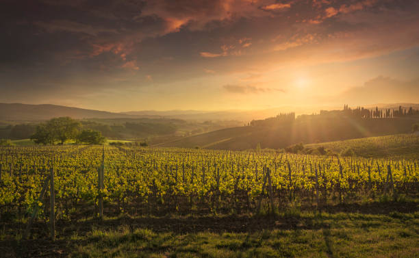 montalcino vineyards at sunset. tuscany region, italy - cypress tree fotos imagens e fotografias de stock