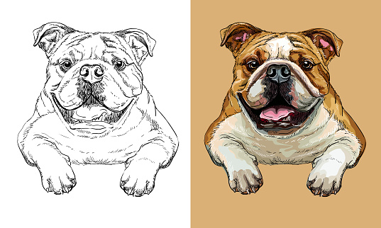 Realistic isolated head of bulldog dog vector hand drawing illustration monochrome and color. For decoration, coloring books, design, print, posters, postcards, stickers, t-shirt