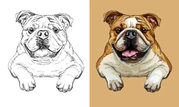 Vector illustration of Vector hand drawing dog bulldog monochrome and color