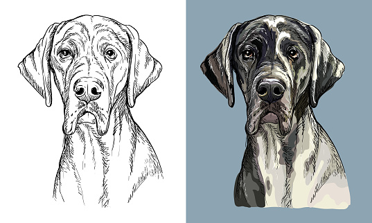Vector hand drawing dog Great dane monochrome and color