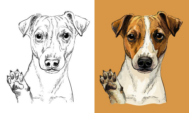 벡터 핸드 드로잉 개 잭 러셀 테리어 흑백 및 색상 - coloring dog pets puppy stock illustrations