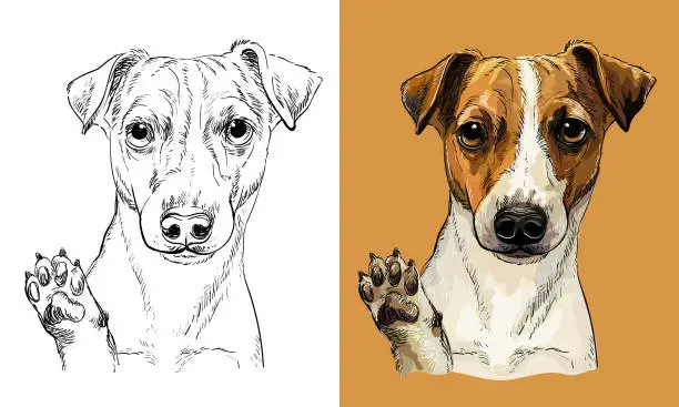 Vector illustration of Vector hand drawing dog Jack russel terrier monochrome and color