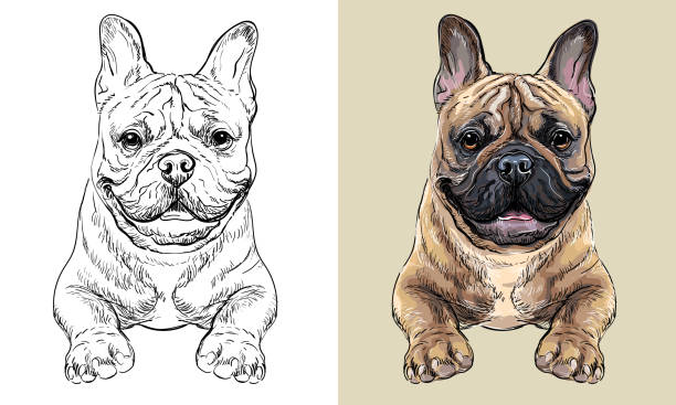 벡터 핸드 드로잉 개 프렌치 불독 흑백 및 색상 - coloring dog pets puppy stock illustrations