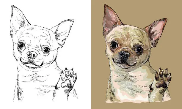 Vector illustration of Vector hand drawing dog Chihuahua monochrome and color