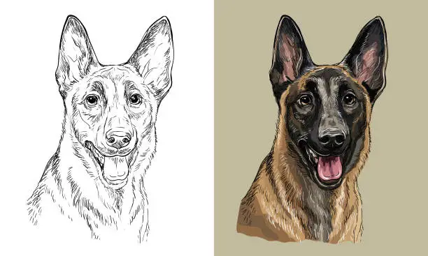 Vector illustration of Vector hand drawing dog Belgian shepherd monochrome and color