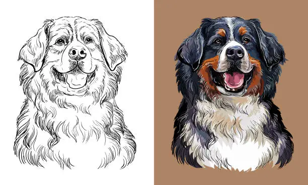 Vector illustration of Vector hand drawing Bernese mountain dog monochrome and color