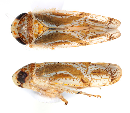 A leafhopper from the family Cicadellidae, in the top and side. Isolated
