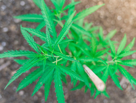 A shallow focus of green cannabis Hoja leaves with pattern in the garden