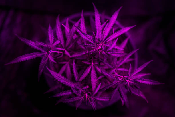 indoor growing cannabis with purple light.