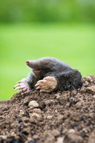 istock Mole crawling out of the tunnel - making damage to the lawn 1364363692