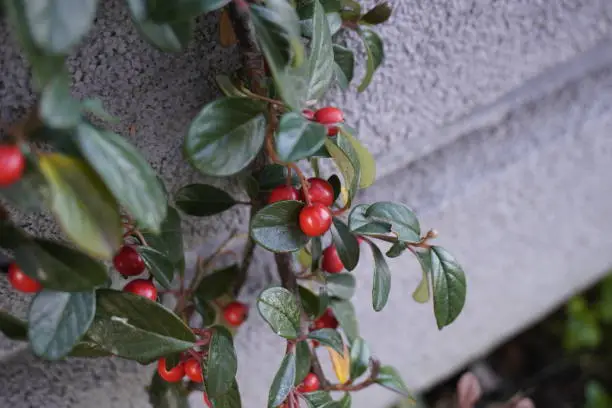 Photo of Red fruit on bush on park