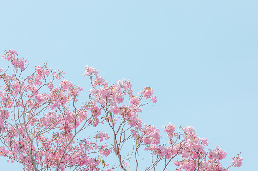 pink pantip or chompoo pantip sakura blossom blooming season in Thailand and pastel color picture style