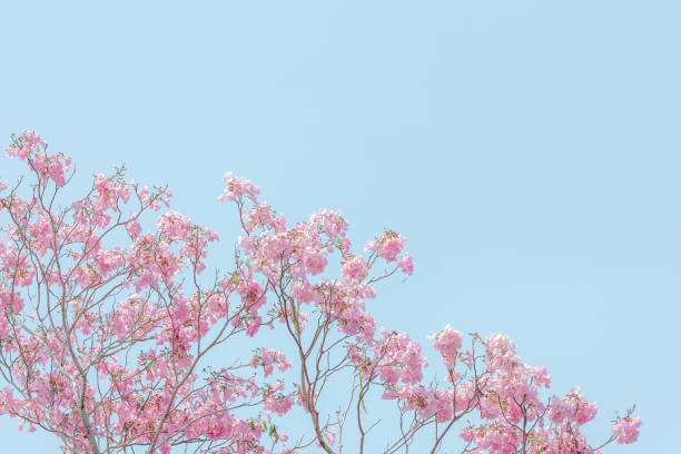 chompoo pantip or pink pantip sakura blossom in Thailand pink pantip or chompoo pantip sakura blossom blooming season in Thailand and pastel color picture style pink flowering dogwood stock pictures, royalty-free photos & images