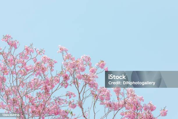 Chompoo Pantip Or Pink Pantip Sakura Blossom In Thailand Stock Photo - Download Image Now