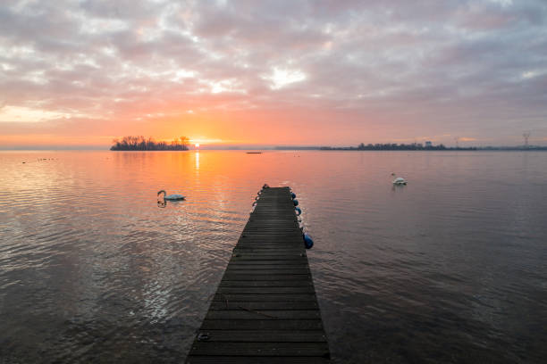 Two swans (cygnus olor) on the Veluwemeer near Harderwijk in the warm backlight of the rising winter sun.