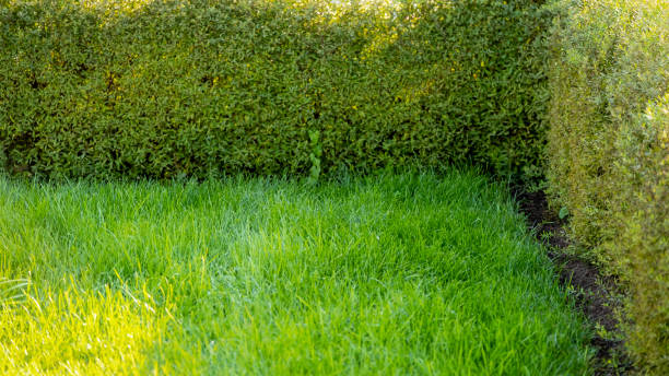 istock Nature green grass with bokeh background. 1364365158