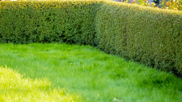 istock Nature green grass with bokeh background. 1364365179