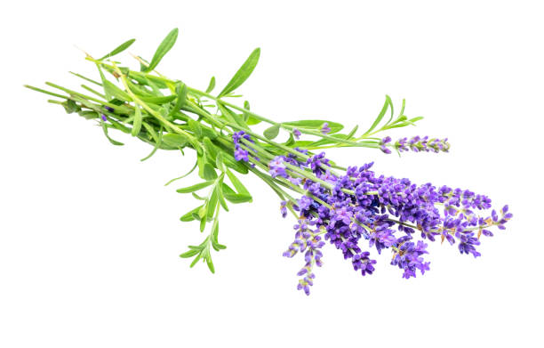 istock Purple lavender flowers on white background 1364365431