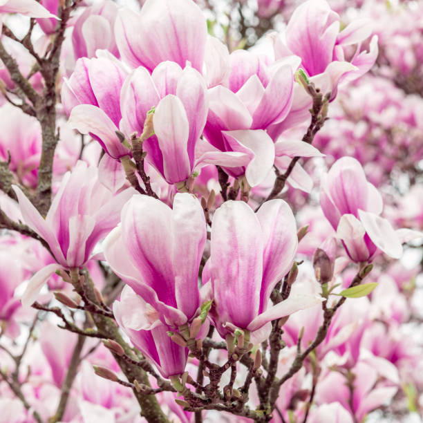 istock Pink Magnolia Tree with Blooming Flowers during Springtime 1364368436