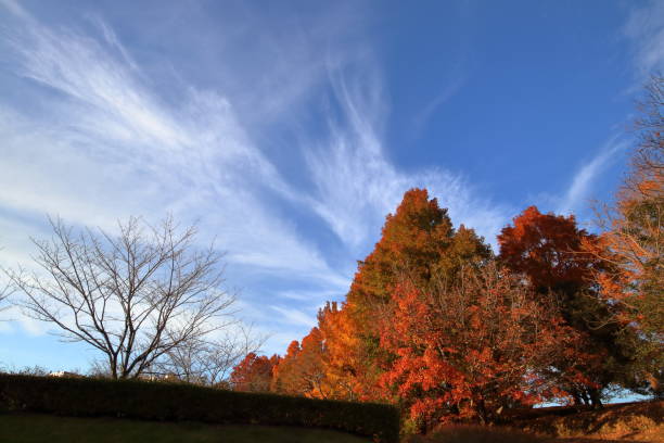 istock Kaede Taiwan that shines in the autumn sky (Kochi City, Kochi Prefecture, Harigi Water Purification Plant) 1364369799