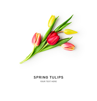 Spring tulips. Composition and creative layout made of colorful tulip flowers isolated on white background. Top view, flat lay. Design element