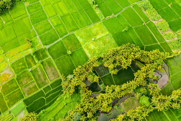 istock Rice fields on Bali near Ubud, view from above. 1364370195