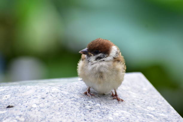 Portrait of the bird called Sparrow chick stock photo