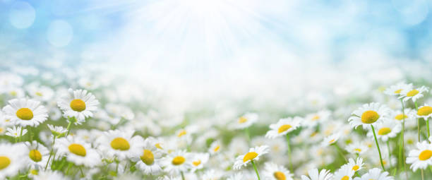 istock Summer background with wildflowers. Beautiful daisies in the sun. 1364372279
