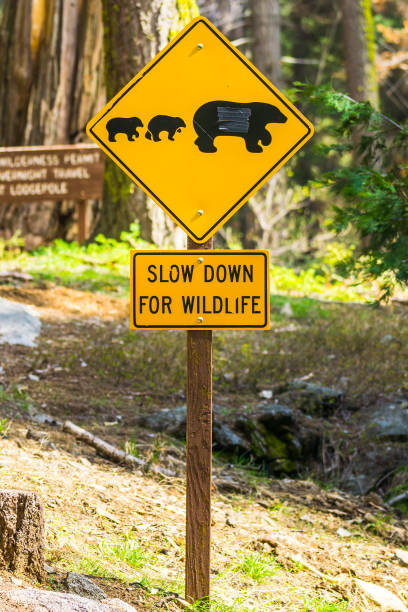 istock bear sign on the road in national park. 1364372607