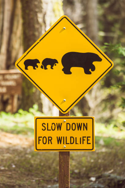 istock bear sign on the road in national park. 1364372613
