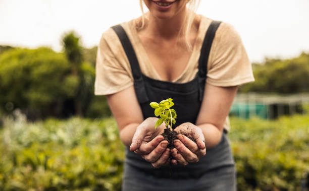 istock Female farmer holding a seedling growing in soil 1364372701
