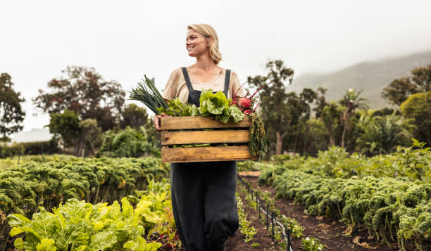istock Female organic farmer gathering fresh vegetables on her farm 1364372724
