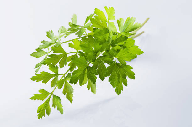 kuvapankkikuvat ja rojaltivapaat kuvat aiheesta lähikuva tuoreesta litteälehtistä persiljasta - flat leaf parsley