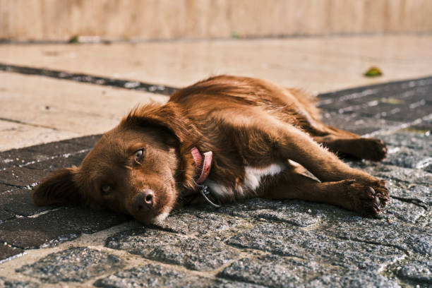 istock a cute brown dog lying on the floor 1364374609