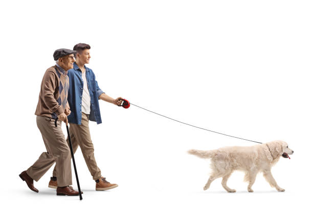 istock Young and elderly man walking with a retriever dog on a lead 1364376245