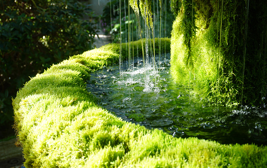 Ponds and greenery in the Nitobe Garden on the campus of the University of British Columbia.