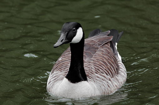goose at lake