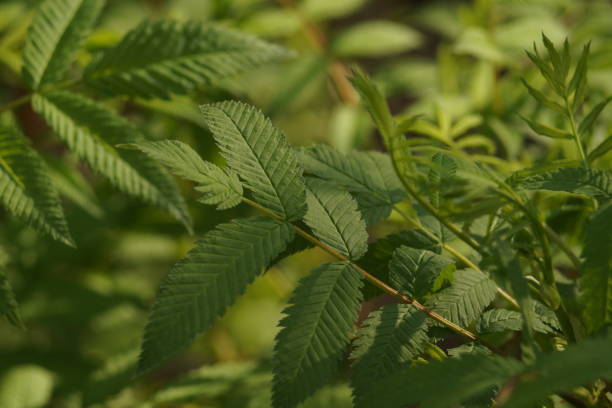 istock Young leaves of Fieldfare in spring. 1364376890