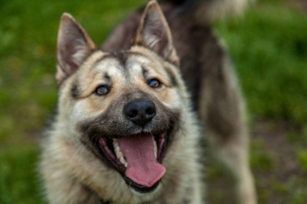 istock Funny Happy Dog Looking Up. 1364377299